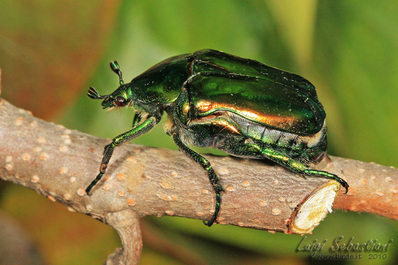 Potosia cuprea